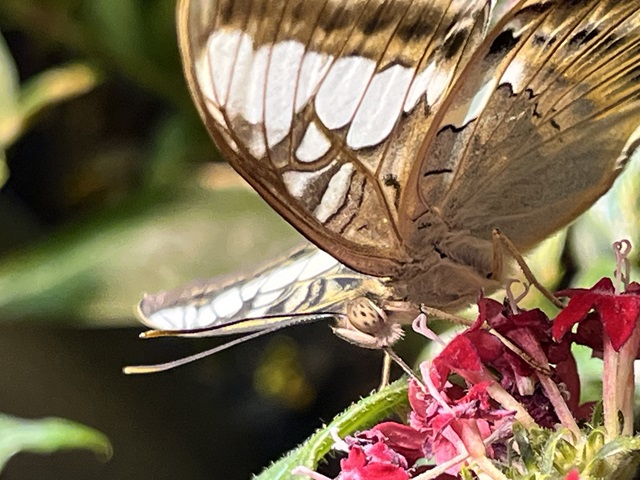 Butterfly Pavilion内で撮影した蝶。